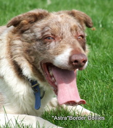 Astra Jigsaw, Red merle smooth medium coated border collie